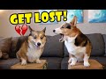CORGI Brother's Reunion - But It Doesn't Go Well! || Life After College: Ep. 720