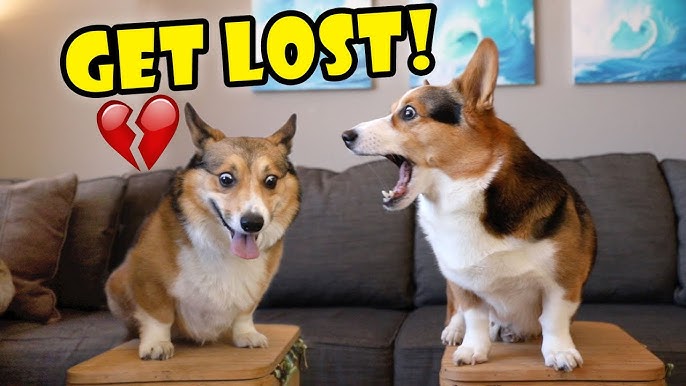 Guardian Tales - ENDING TOMORROW! Several corgis are missing! 😭 The  puppers love to play Hide and Corgi! 🧐 Can you find them all? ⁠ ⁠ 🐶 Check  out the full event