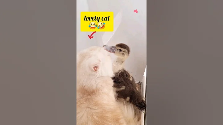 funny lovely cat and duckling😂.#shorts  #short #cat #love #funny #cute #duck #cats #comedy #youtube