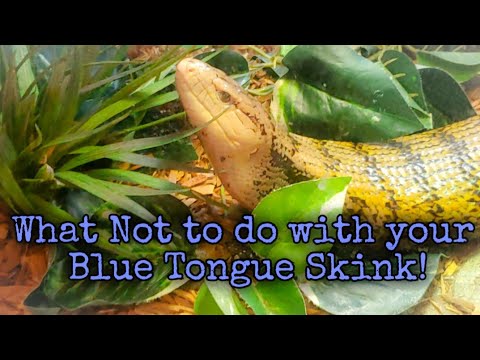 Video: Får blå tunge skink af?