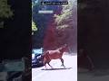Horse Power ٦٠شو مع الدكتور حاتم ستين Horse Power ٦٠شو مع الدكتور حاتم ستين