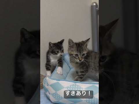 ちびたちのレスリング、隙あり編 #猫 #cat #ねこ #kitten #こねこ #子猫 #cute #animal #保護猫 #shorts