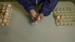 Egg Washing Part 2 – Choosing an effective washing method for your farm
