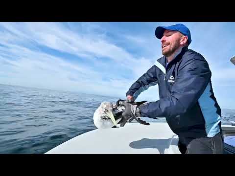 Video: Pet Scoop: Echipa de salvare SeaWorld lansează un Manatee, două pisici de grăsime NYC Fă ca titluri