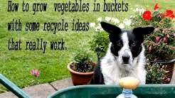 HGV How to grow  vegetables in buckets with some recycle ideas that really work, start to finish. 