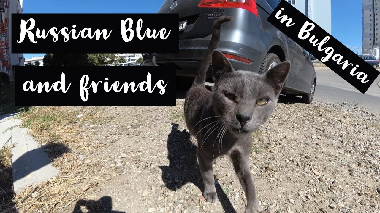 Max the Russian Blue and another old cat with eye problems