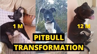 PitBull Growing  1 Month to 1 Year