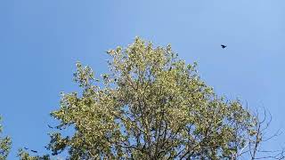 Flock of crazy crows!