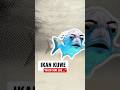 Ikan Laut Super Kuat yang Disukai Pemancing! Inilah Ikan Kuwe #ikan #ikankuwe