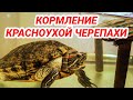 Красноухая черепаха – чем кормить. Что можно и что нельзя давать красноухим черепахам