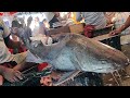 Unbelievable!! Giant Catfish Cutting and Bigger Eggs Collection By Expert Fish Cutter