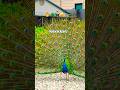 PEACOCK SOUNDS 🦚 Halloween season 🎃 Peacock fans #birds #peacock #halloween #birdsounds #peacocks