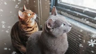 Russian blue and Bengal watching Blizzard in #seoul by Let my cat sleep 459 views 3 years ago 1 minute, 21 seconds