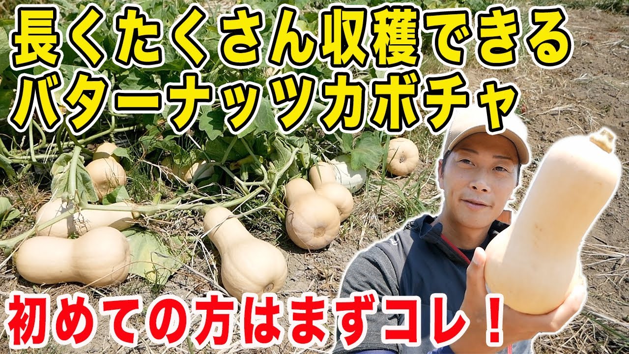 超お手軽にできるバターナッツカボチャ！種まき・植付け・収穫・食べるまで