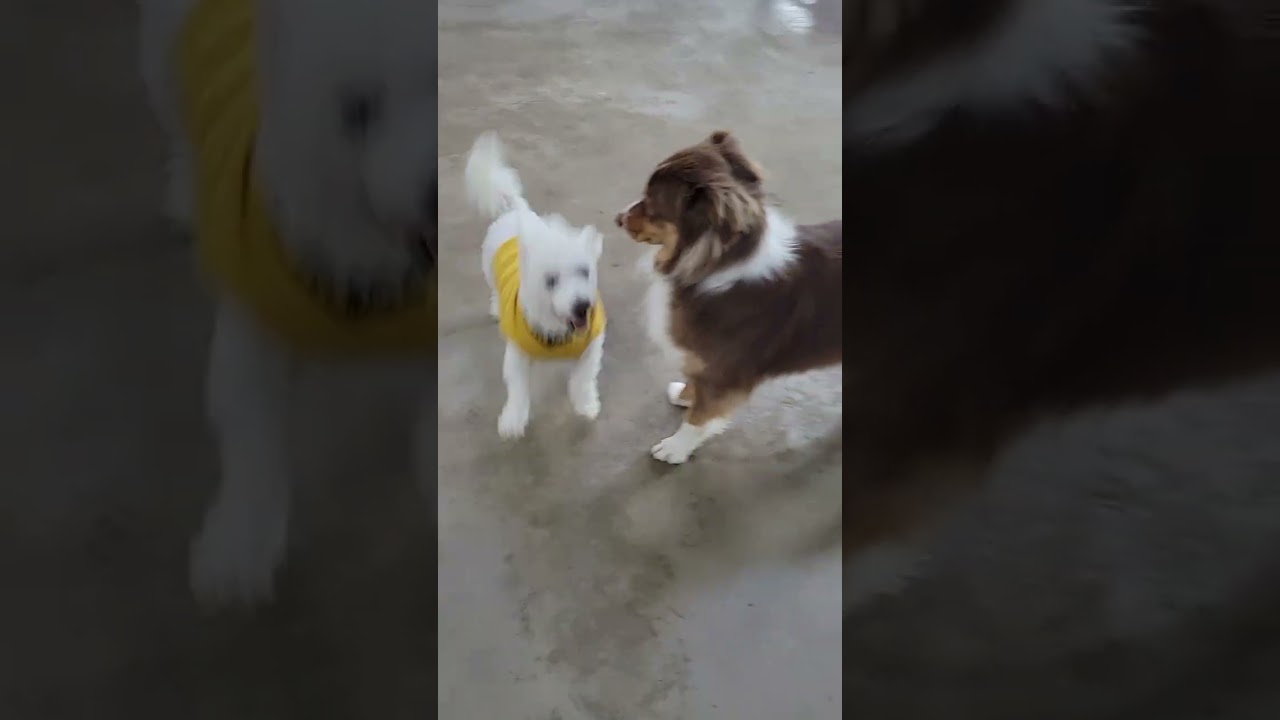 Uploads from Canine Campus Dog Daycare & Boarding