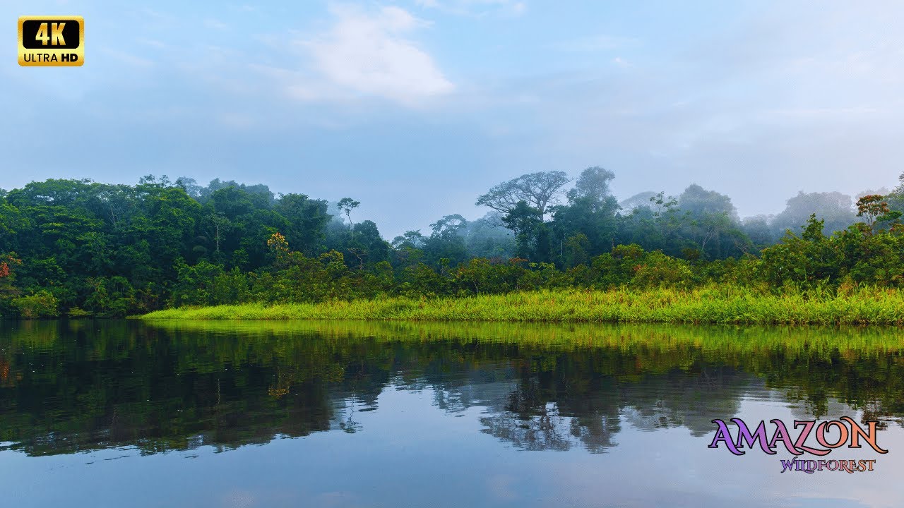 Amazon 4K - Amazon Jungle Footage for Long Play