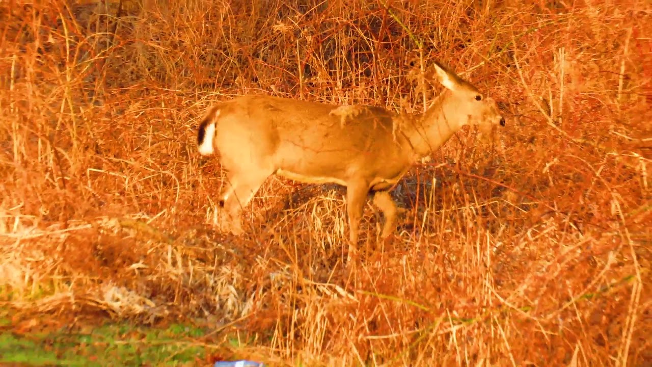 Name the Animal Seen Before Sunrise 06 April 2021 Anil Kumar Diary