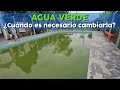 Agua Verde | ¿Cuándo sí debes cambiarla en su totalidad?