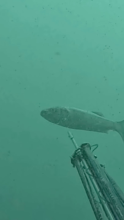 Robalo