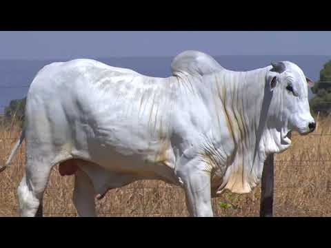 LOTE 139 - 5414 | 42º MEGA LEILÃO ANUAL CARPA TOUROS