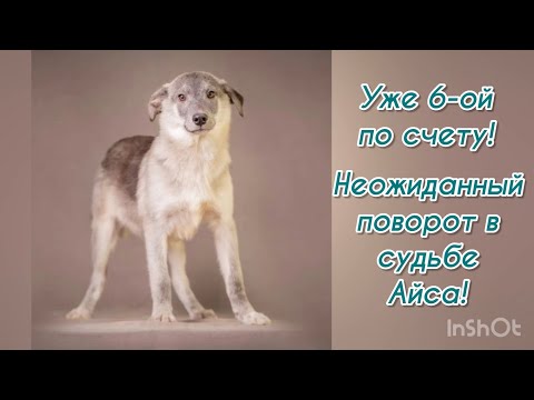 Уже 6-ой по счету! Неожиданный поворот в судьбе Айса!