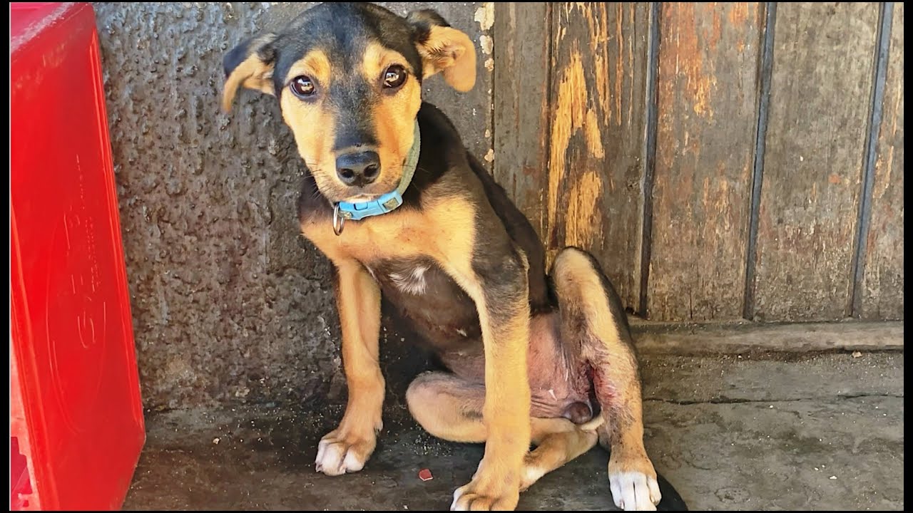 Puppy In Hit and Run Accident: S.O.S - YouTube