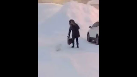 Нападение песца в Норильске