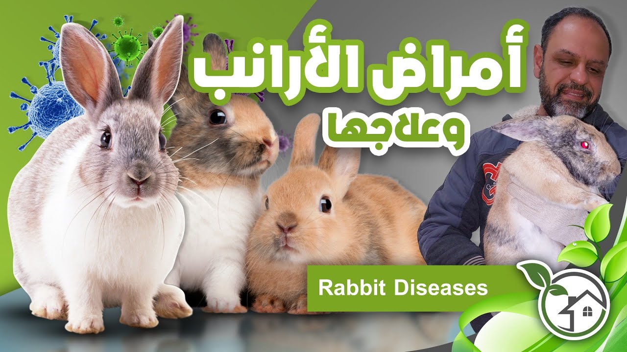 اهم الامراض التى تصيب الأرانب وكيفية الوقايه منها