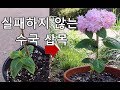 Hydrangea Cuttings . 수국 삽목- 겨울을 난 가지로 같은 해에 꽃피우는 수국 삽목