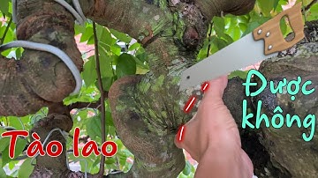 Bewerken van Oude Tamarindeboom.