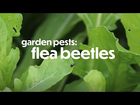 Video: Holes in Plant Leaves - Information on Flea Beetles