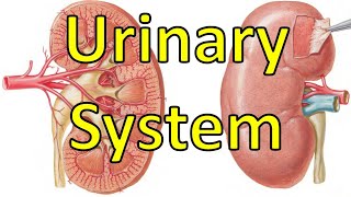 The Whole Story of Urinary System || [PDF]