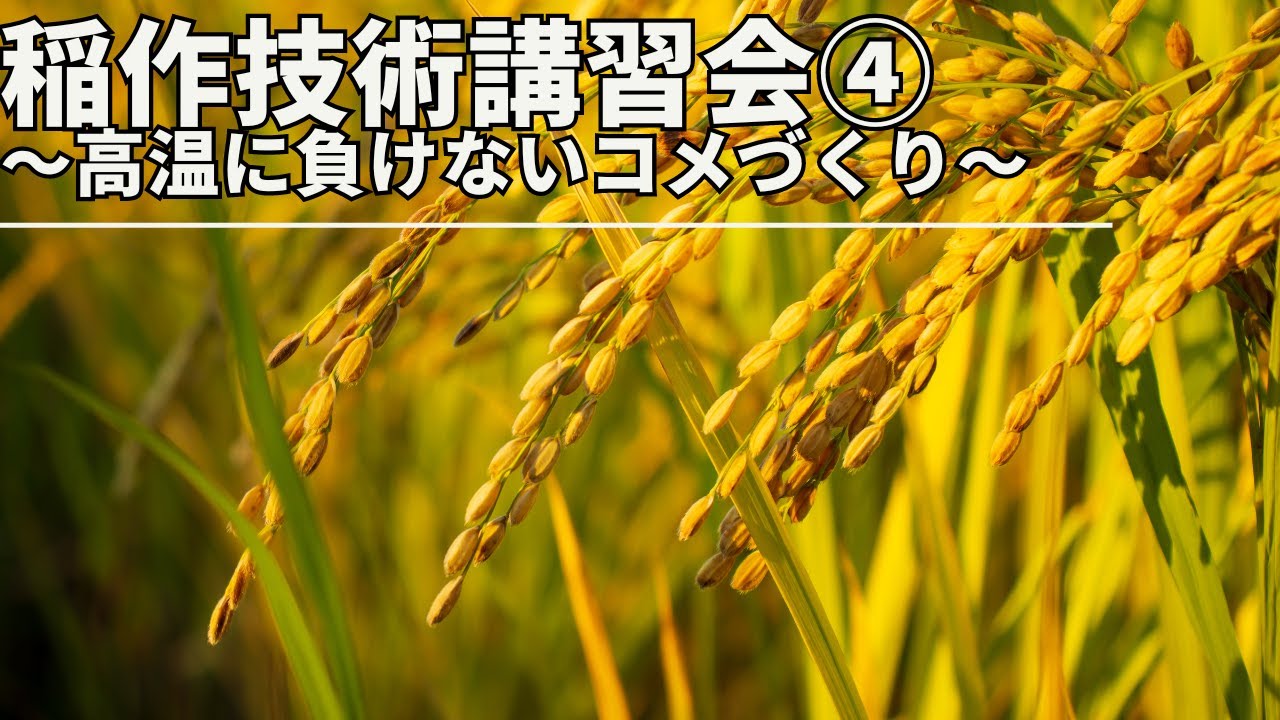 稲作技術講習会④【高温に負けないコメづくり】