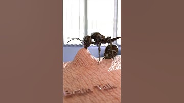 Stunning Way Ants Bite