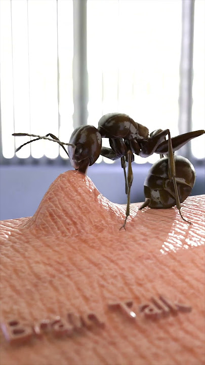 Stunning Way Ants Bite