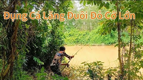 Câu Cá Suối Rạt, Vịnh Mới Đẹp Có Nhiều Cá Lăng Đuôi Đỏ/Tập 84/Hòa Vlog 934.