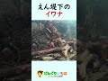 えん堤下にイワナがいっぱい！【渓流釣り】