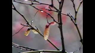 Lake of Tears - So Fell Autumn Rain
