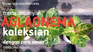 Ikuti cara aman memperbanyak AGLAONEMA koleksian #rinjani