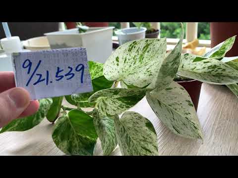 【園藝539】9月21日(四)大理石黃金葛尾端陸續開出嫩葉！
