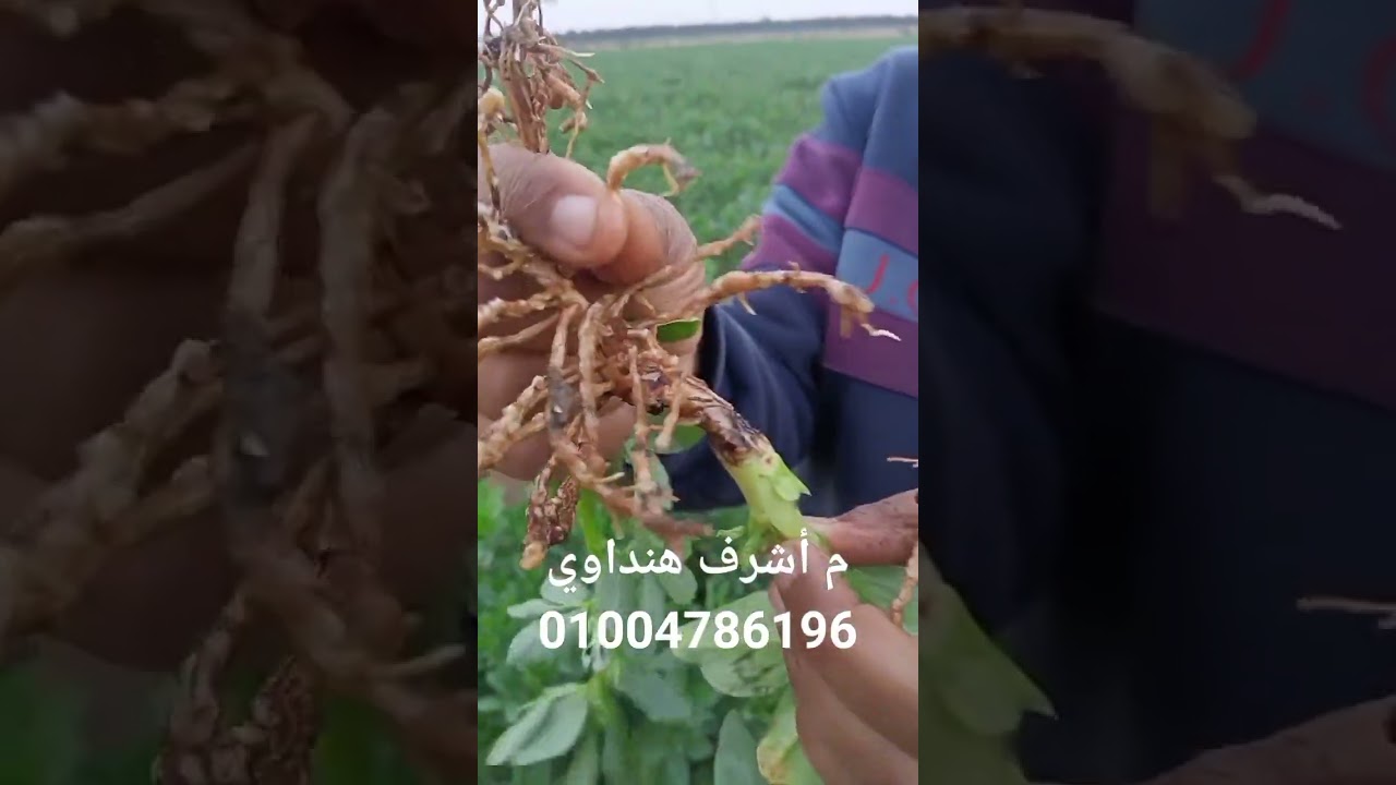 نيماتودا.. اعفان جذور..حلم دودى.. كثافة خضرية.  الفول
