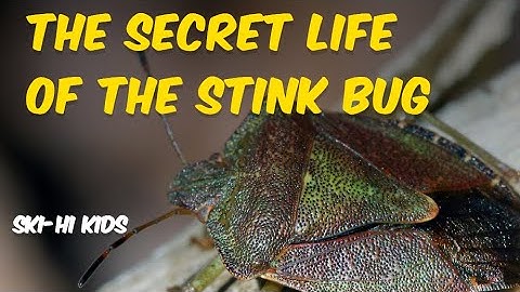 All About Stink Bugs: Some Smelly Stink Bug Facts for Kids - SKI-HI Kids