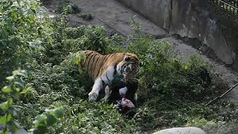 Horrifying moment Russian zookeeper is mauled by a tiger and left fighting for life before shocked..