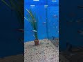 Neontetra - Paracheirodon innesi #shorts #fish #aquarium