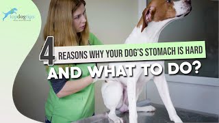 4 Reasons Why Your Dogs Stomach Is Hard And What To Do