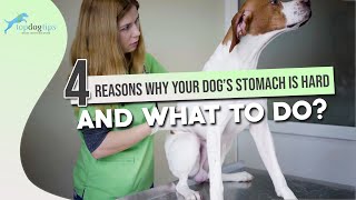 4 Reasons Why Your Dog’s Stomach is Hard and What to Do