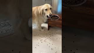 Least Chaotic Golden Retriever - #shorts #dogshorts #dogmemes #funnydogs #cutedogs #goldenretriever