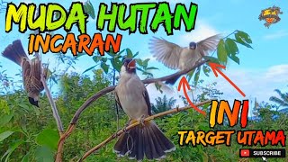 ▶️ MIKAT BURUNG KUTILANG| TARGET UTAMA MUDA HUTAN SUPER 😇