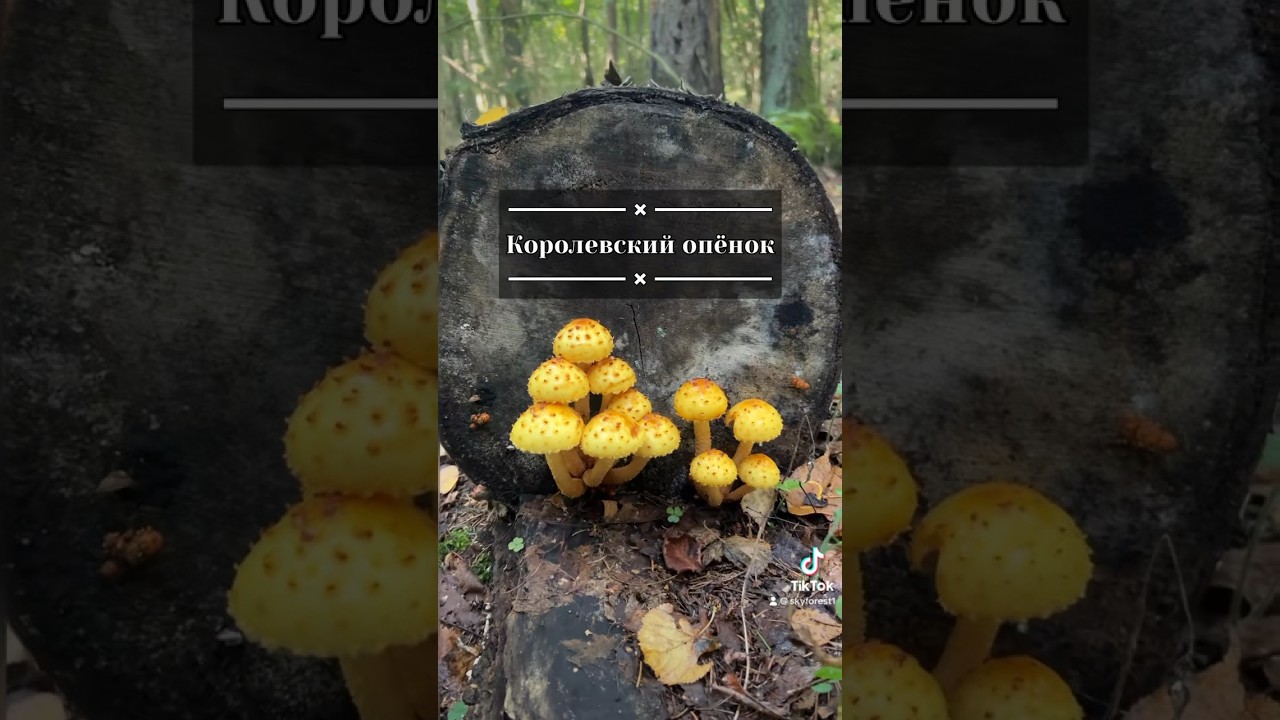 👑 королевский опёнок! 👑 или чешуйчатка золотистая