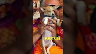 Who can resist a cute puppy at flight night!